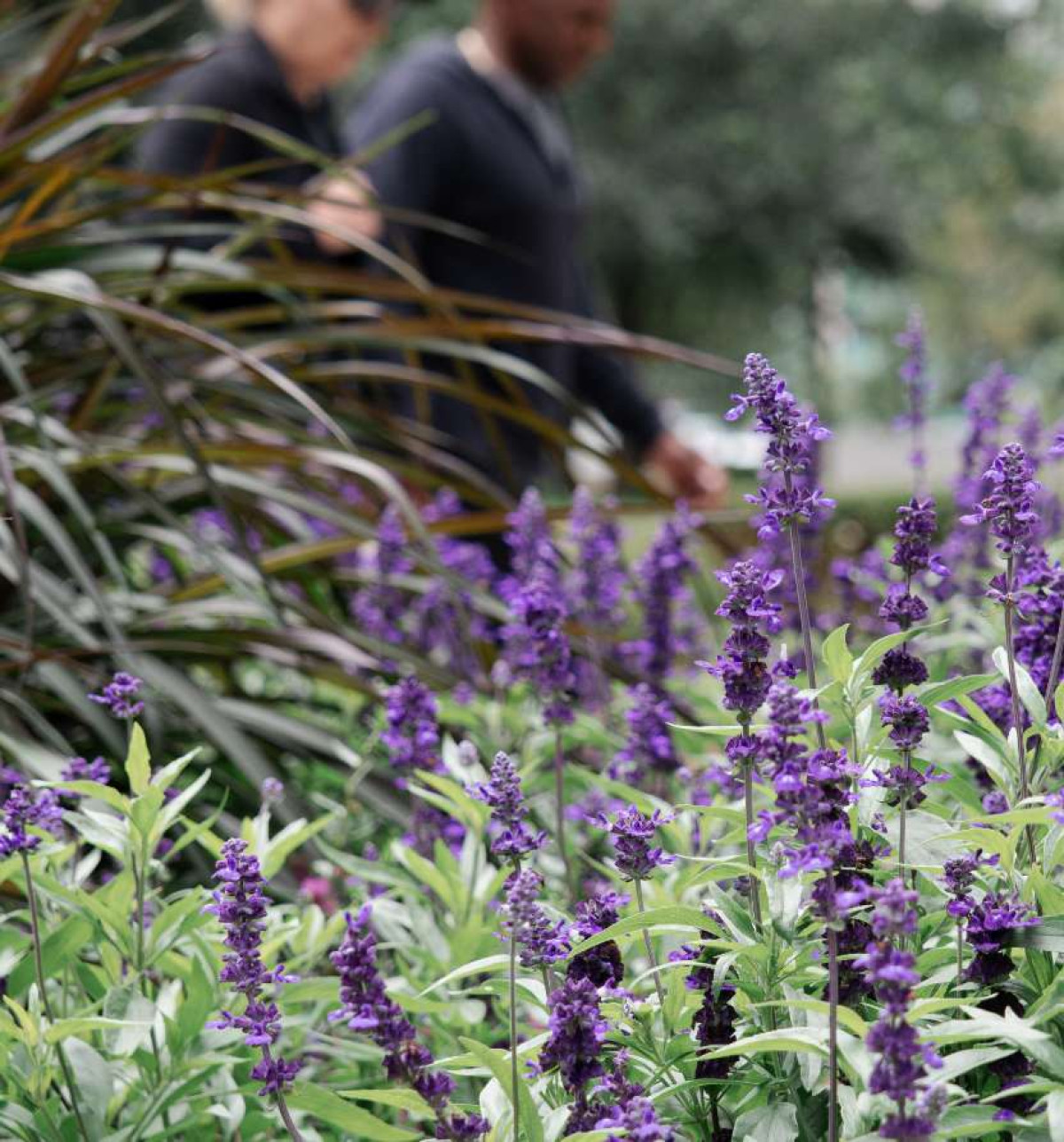 Lavender bush