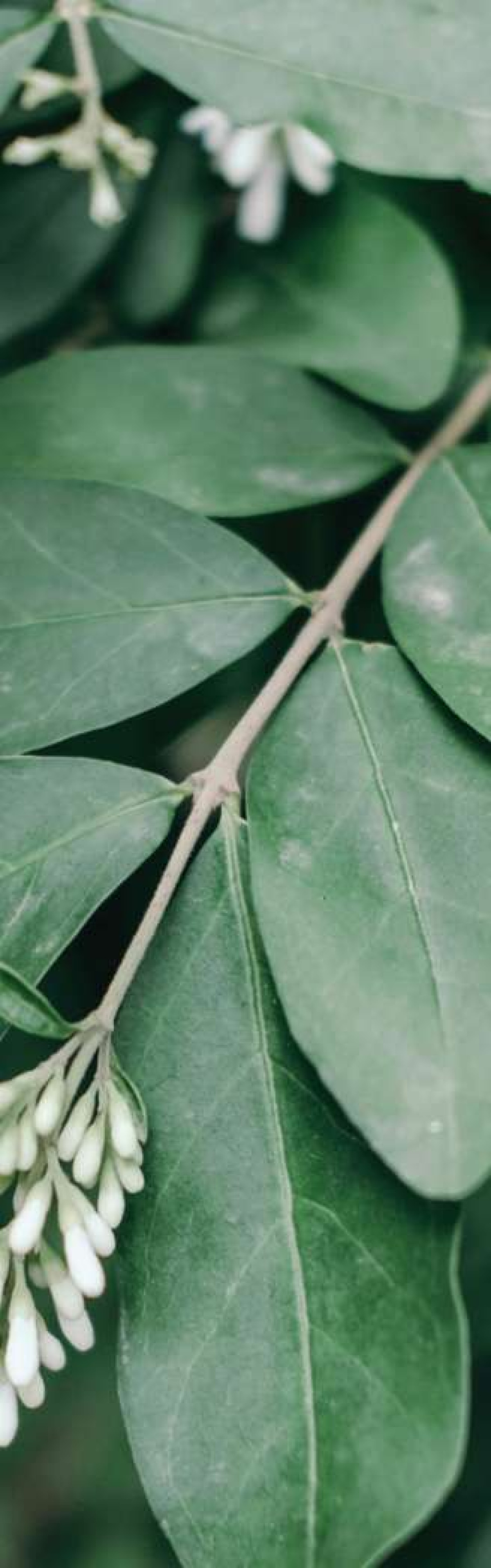Leaf stem